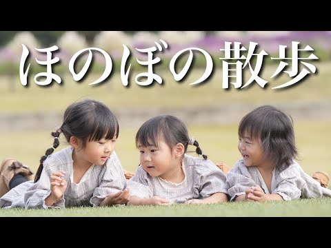 【1.2.4歳児】家族でほのぼのお散歩撮影会【コスモスと娘】