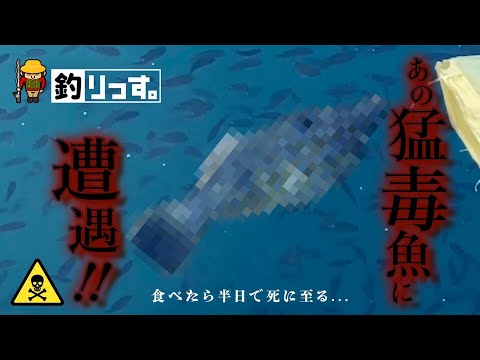 かの有名な猛毒魚現る!! 淡路島【秘密の釣りスポット】で爆釣を狙う!!