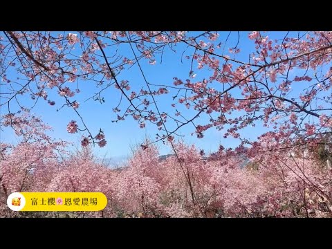 20200218 恩愛農場櫻花季丨楓墅休憩庭園