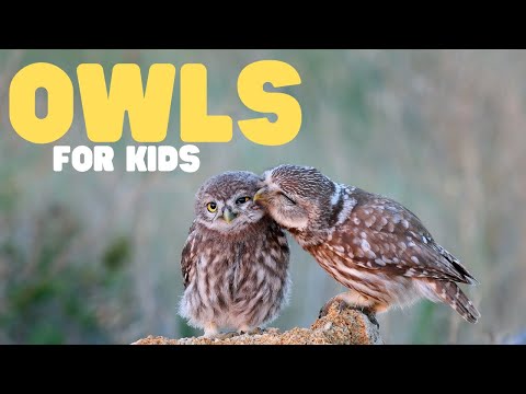 Owls for Kids | Learn fun facts about these cool birds!