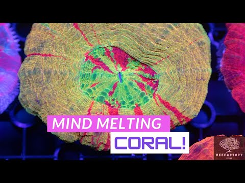 Mind Melting Coral - Reefactory Tour