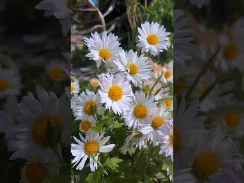 Beautiful flowers at home garden #flowers