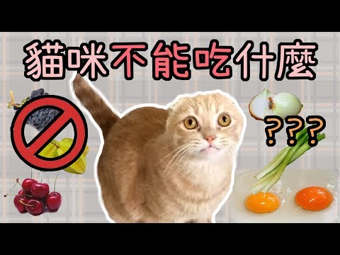 巧克力?葡萄?吃了會死?!貓咪不能吃什麼？｜貓與香菜 貓咪吃什麼