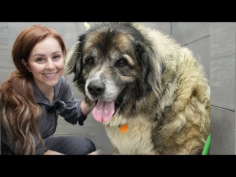 BITE PROOF Muzzle For This Massive Anatolian Shepherd Dog | 75 KG