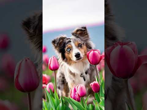 12 Dogs in Flowers To Bring a Smile To Your Face :)  #shortsfeed #dogsworld #dog #flowers