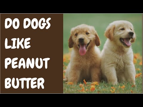 Do Dogs Like Peanut Butter