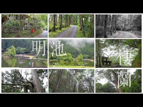 明池山莊 || 棲蘭神木