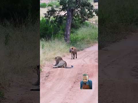 Leopard vs hyena fight 😧 #krugersightings #wildlife #krugernationalpark #safari #kruger #leopard