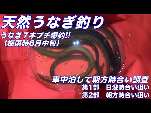 令和5年6月17,18日 天然うなぎ釣り うなぎ７本プチ爆釣　ドバミミズ使用