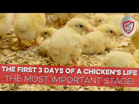 THE FIRST 3 DAYS of a Chicken's Life are THE MOST IMPORTANT - Give Them the Foundation They Need!