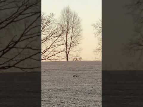 A #badger in Green County Wisconsin #wisconsinwildlife #bowhunting #wisconsin #badgereels #badgers