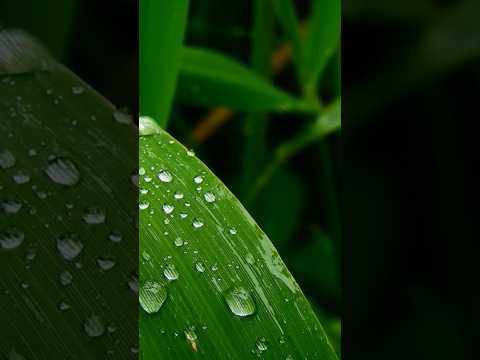 #কমল মেঘেদের ওজন #বৃষ্টি ভেজা বৃষ্টিতে #rainyday #song #music #lyrics #cover #