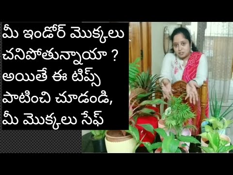 Best tips to maintain indoor plants in telugu/Telugudanam by Divyavarma/ఇండోర్ మెుక్కలు/