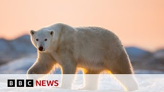 Polar bears face threat from climate change | BBC News