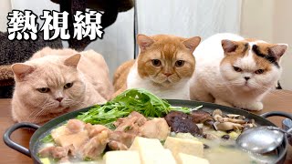 これがホントの圧力鍋！？猫の圧を感じて食べづらい…