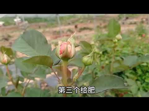 3招延长月季花期，就能多赏几天花。