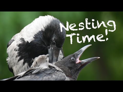 Crow Nesting Time! (Story 43)