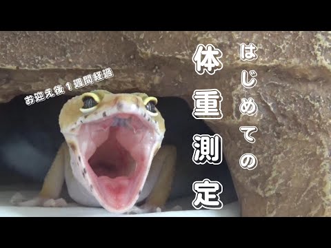 はじめての体重測定！