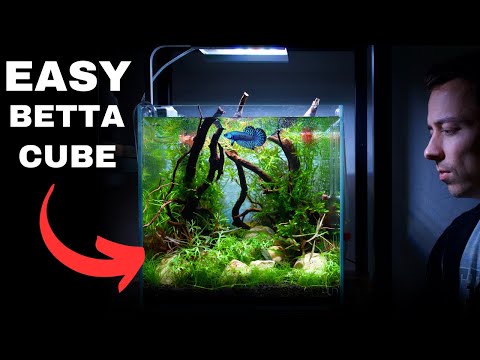 I MADE A QUICK & SIMPLE NANO AQUASCAPE FOR MY ALIEN BETTA!