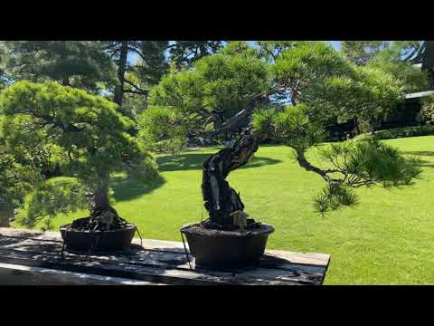 HAPPO-EN GARDEN, BONSAI ROAD.　 八芳園盆栽通り。2021 September