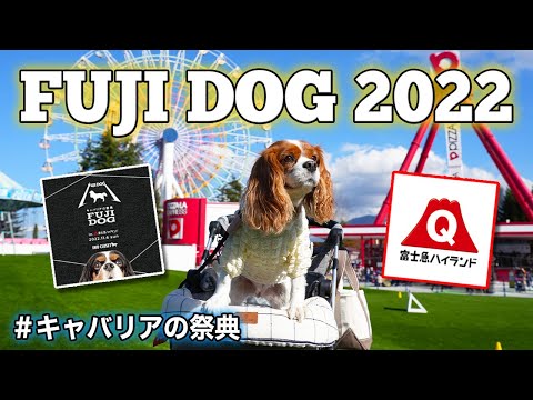 🐶👩🏻‍🦰【キャバまみれ】FUJI DOG 2022｜富士Qハイランドをキャバリアがジャック🎢🐾