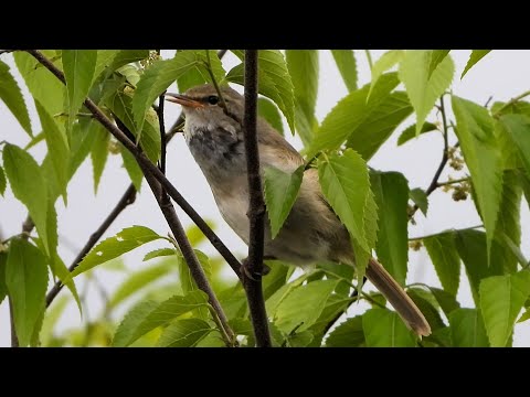 ウグイスのさえずり