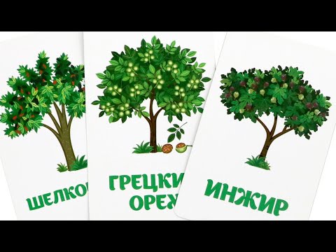 Деревья, листья и их название  - Карточки ДОМАНА - Обучающие, Развивающие  видео для детей