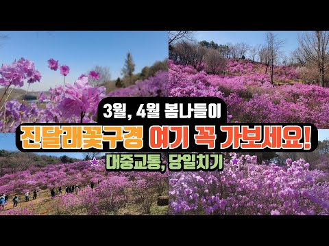 전철 타고 쉽게 갈 수 있는 수도권 봄 여행지 | 수도권 최고의 진달래 동산 | 대중교통 당일치기 여행 #국내여행 #봄꽃 #진달래