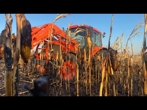 My Cornfield Caught on FIRE! How much damage is there?