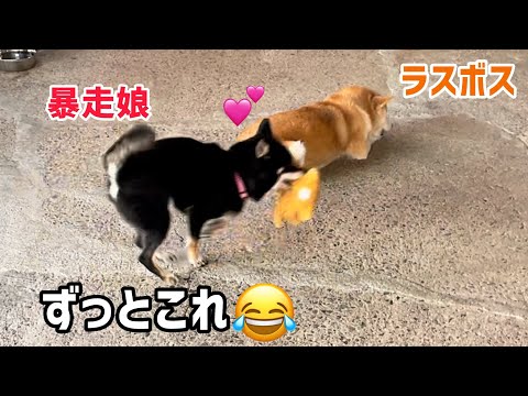 弾ける小粒黒柴と天然ラスボス柴犬の自由な温度差がおもしろい