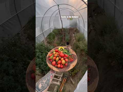 Today on the Homestead: Harvesting Peppers & Tomatoes from Our Underground Greenhouse  #Shorts