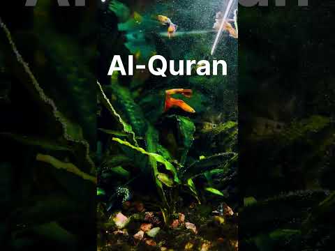 Al-Quran Urdu translation surah Nessa ayat 148-151 #translationquran #quran #islam #deenislam