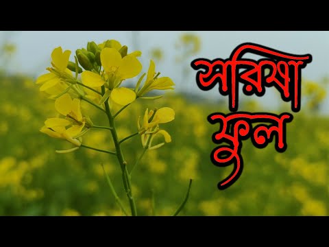 সরিষা ফুলের অপরূপ দৃশ্য | Mustard Flowers Of Beautiful View | Rupkotha Golpo