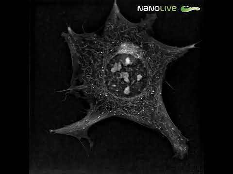 Label free live cell imaging of a Preadipocyte cell with Nanolive imaging