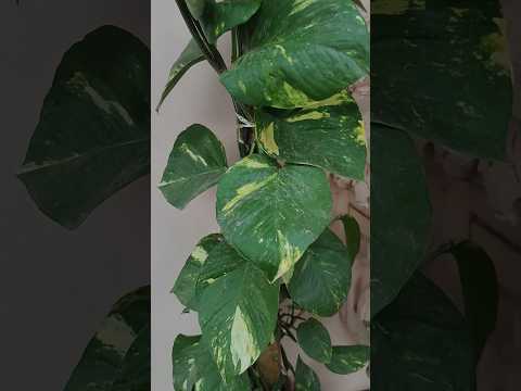 Money plant big leaves tips 🌱| #shorts #trending #shortsviral #letsgardenup #moneyplant