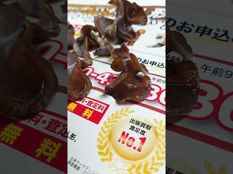 どんどん増える物　#shorts  #栽培　#キクラゲ　