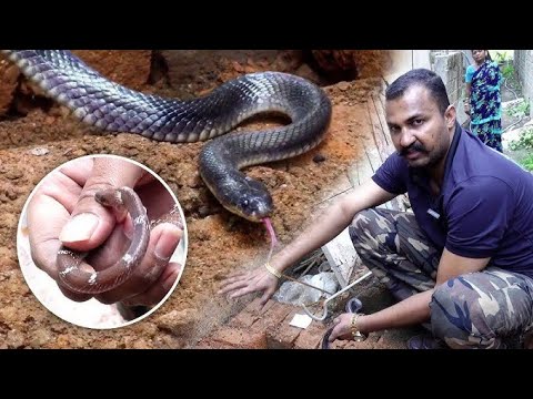 किंग Cobra सांप को पकड़ आदमी ने