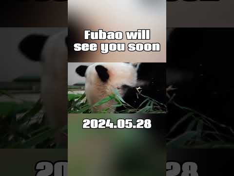 🐼Fubao will see you soon #panda #fubao