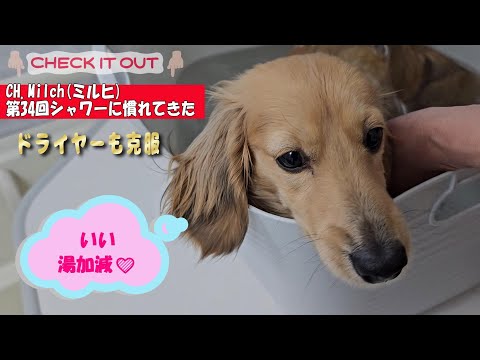 第34回シャワーに慣れてきた　#カニンヘンダックス  #ダックスフンド  #子犬  #ミニチュアダックス  #犬のいる暮らし #ペット動画 　#cutedog  #dog