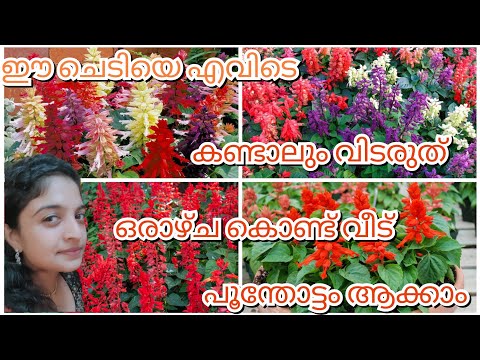 വീട് നിറയെ പൂക്കൾ നിറയാൻ ഇനി വേറെ ചെടി നോക്കണ്ട | Salvia Flowering Plant Complete Care