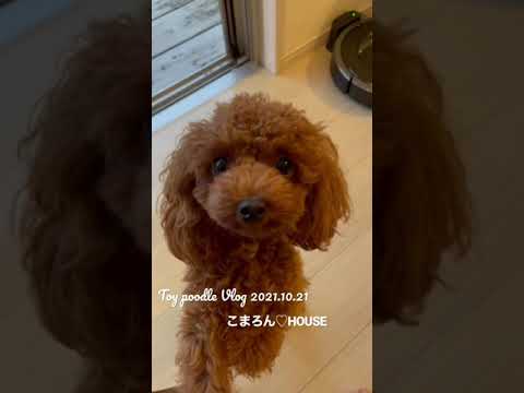 [Vlog] Toy Poodle Purin Vol.1 ~ Weekday morning ~