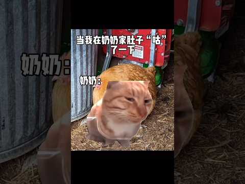 鸡：我谢谢你！ #猫 #memes #抖音