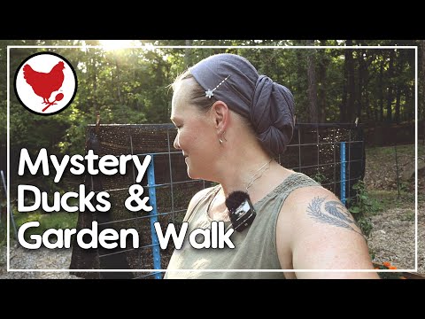 Meet the Ducks! | In the Garden | Vlog