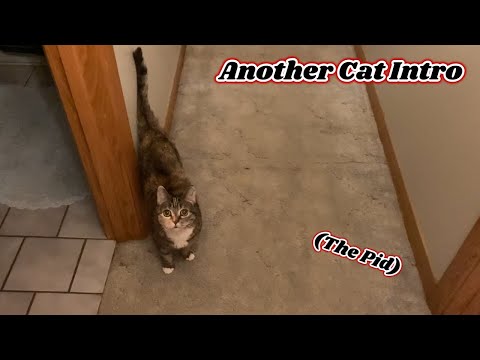 Another Cat Intro (The Pid)