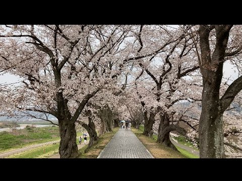 雨の桜並木をぶらり散歩