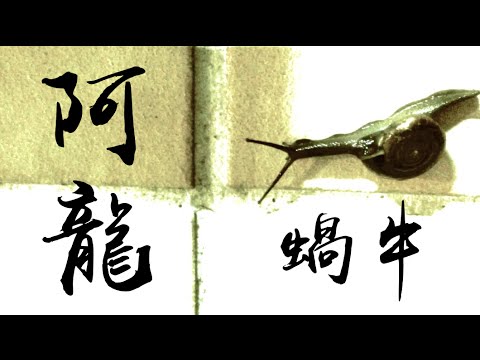 阿龍 Dallas Waldo - 蝸牛 Snail