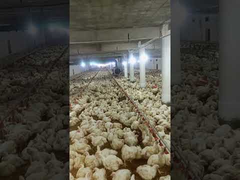 Poultry farm #murgifarm #goldenmisrihenfarminginpakistan #broilerchickenfarming #chicksfarming