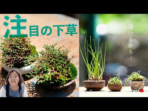 [Undergrowth] Introducing the next popular plant bonsai. [Bonsai Q]