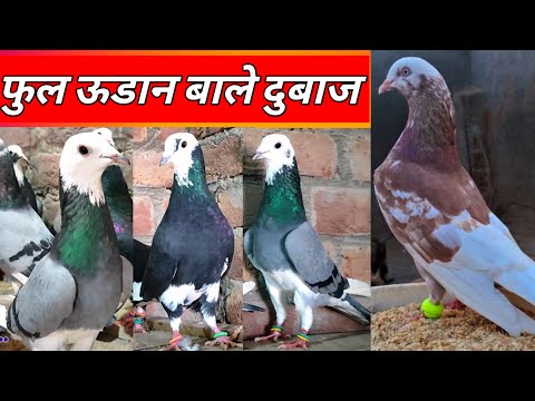 Top High Flyer Pigeons For Sale ? टोप देशी गिरेबाज दुबाज कबुतर ? Arshad idrisi pigeon