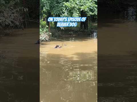 The Creek Cleaning Dog #shortsvideo #dog #farming #cattledog